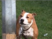 Della the talking dog - Video