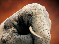 Amazing Body Arts by Guido Daniele