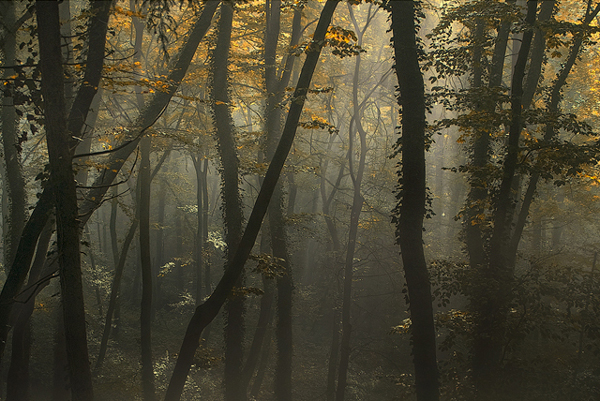 Sunrise - Amazing Morning Sceneries