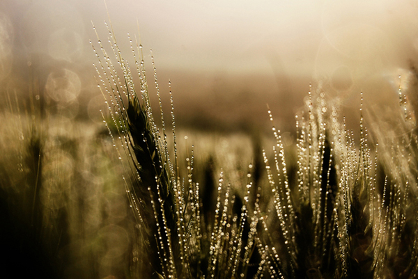 Sunrise - Amazing Morning Sceneries