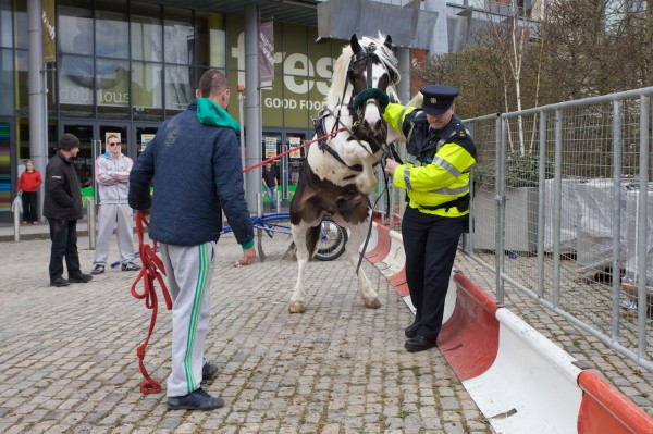 When a horse took ‘fuck the police’ a bit too literally