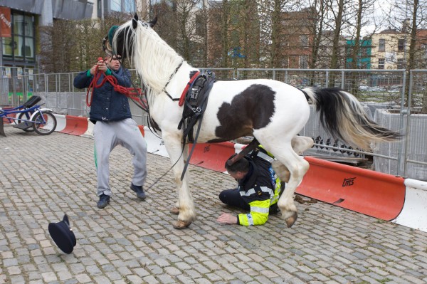 When a horse took ‘fuck the police’ a bit too literally
