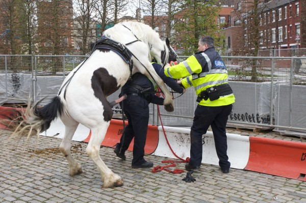 When a horse took ‘fuck the police’ a bit too literally