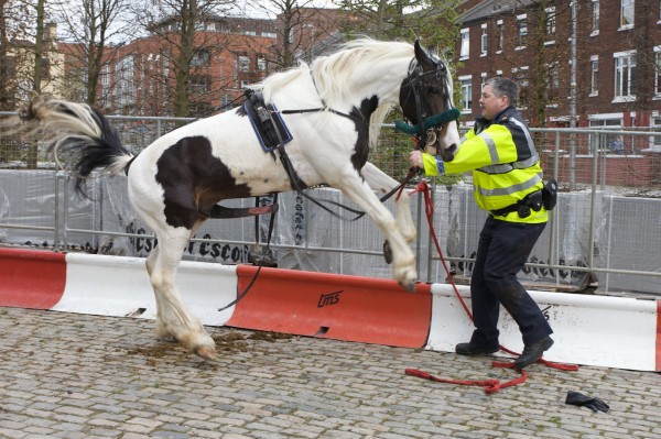 When a horse took ‘fuck the police’ a bit too literally