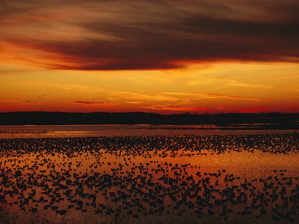 sunset09 Sunset with Snow Geese, Missouri
