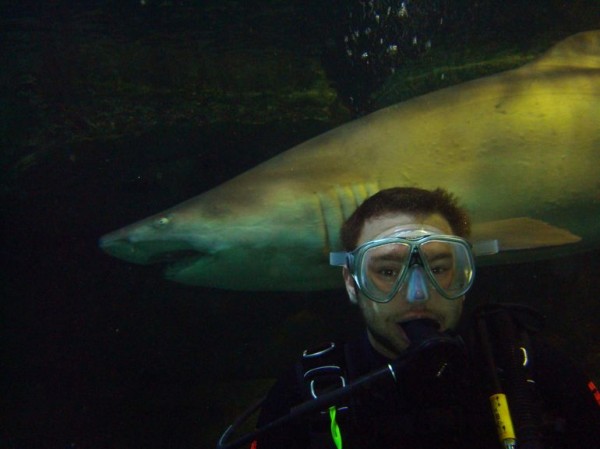 Shark Diving, Sydney