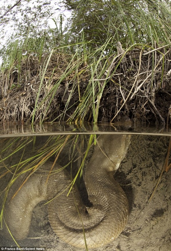 Anaconda