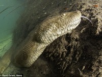 Anaconda