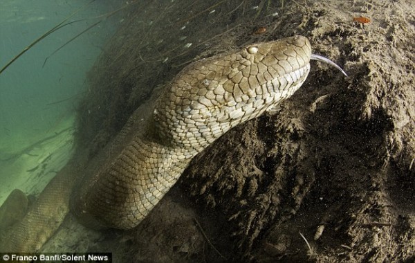 Anaconda