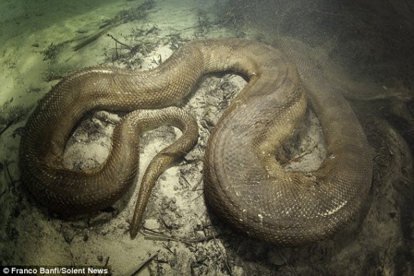 Anaconda