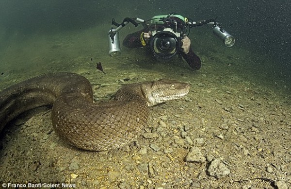 Anaconda