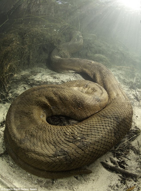 Anaconda