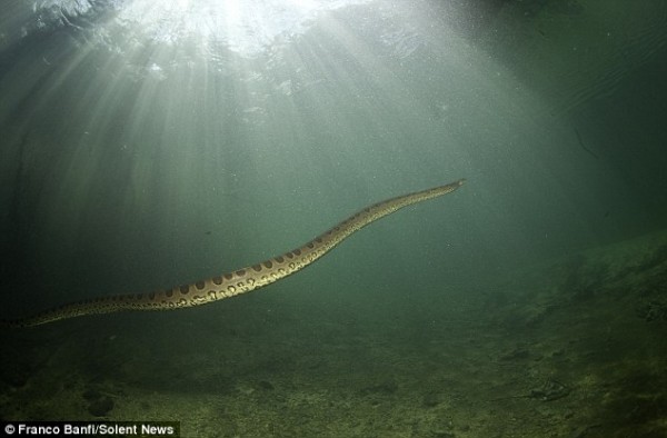 Anaconda