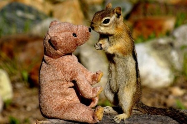 Squirrel in love with teddy bear