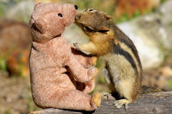 Squirrel in love with teddy bear