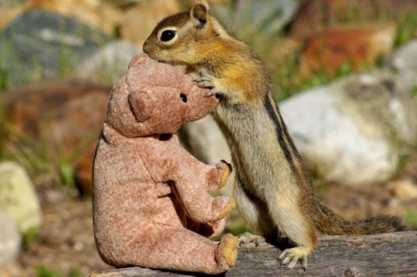 Squirrel in love with teddy bear