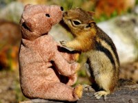 Squirrel in love with teddy bear