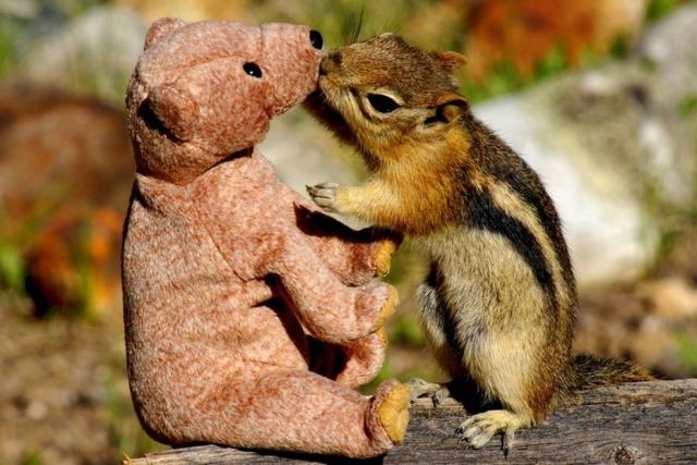 Squirrel in love with teddy bear
