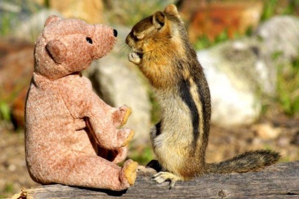 Squirrel in love with teddy bear