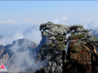 Beautiful rime in Mt. Huangshan, China