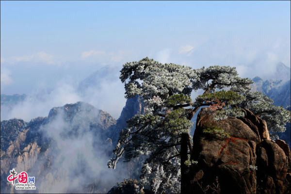 Beautiful rime in Mt. Huangshan, China