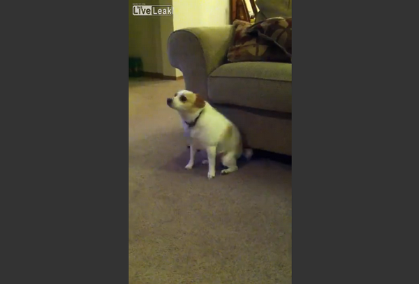 Hilarious Dog is dancing like a Boss - Video