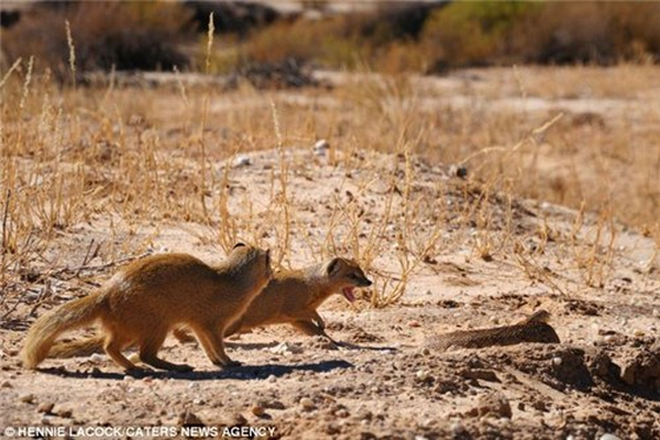 Mongoose vs Cobra