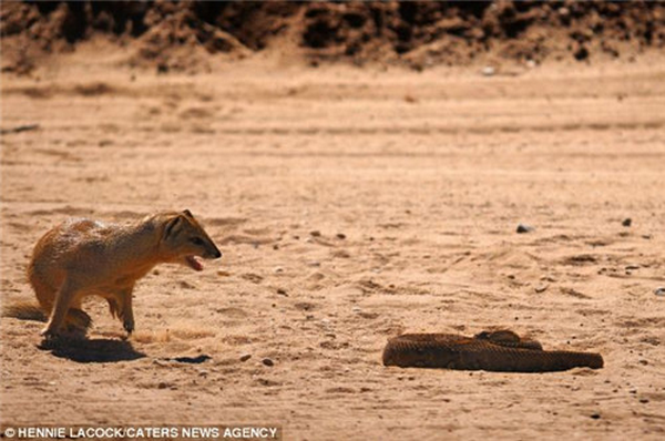 Mongoose vs Cobra
