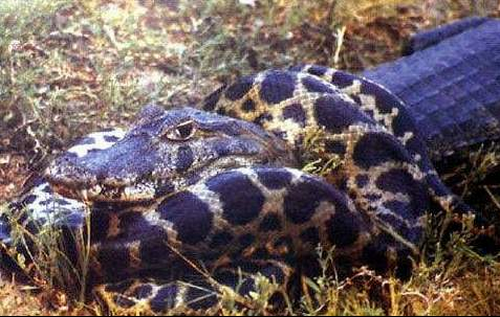 Snake vs Crocodile
