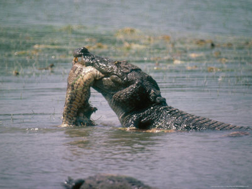Snake vs Crocodile