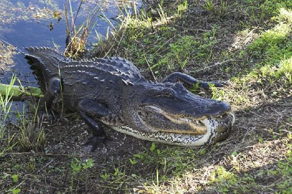 Snake vs Crocodile