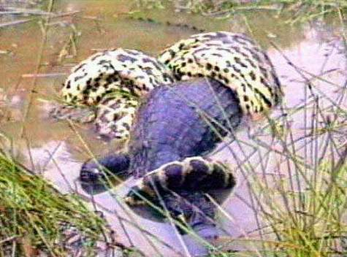 Snake vs Crocodile