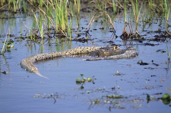 Snake vs Crocodile