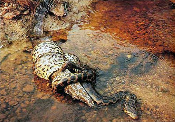 Snake vs Crocodile