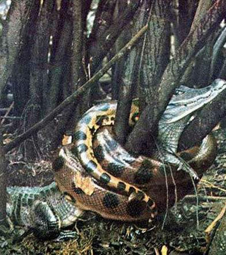 Snake vs Crocodile