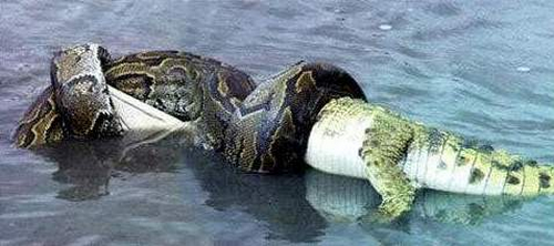Snake vs Crocodile