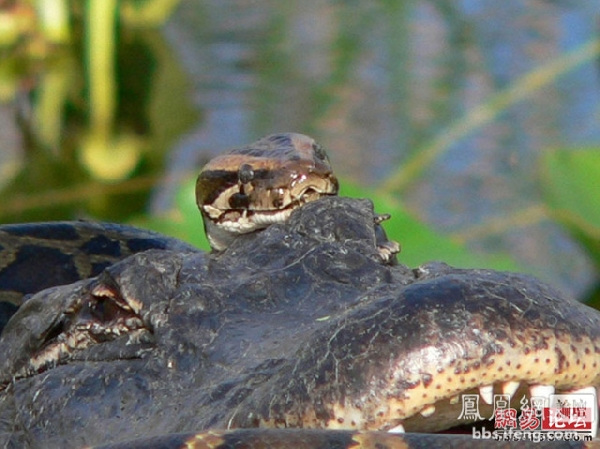 Snake vs Crocodile