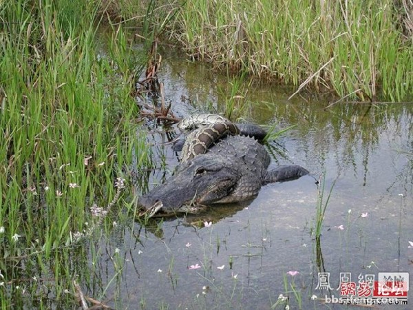 Snake vs Crocodile