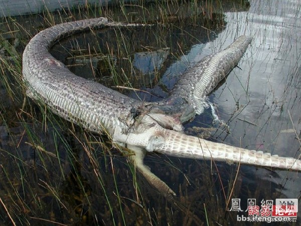 Snake vs Crocodile
