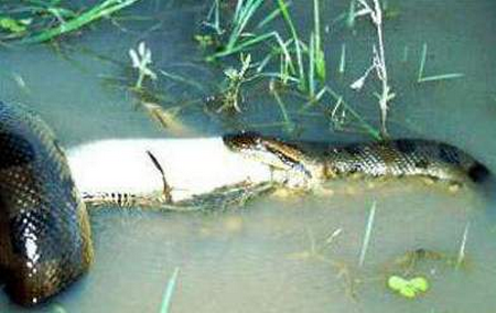 Snake vs Crocodile