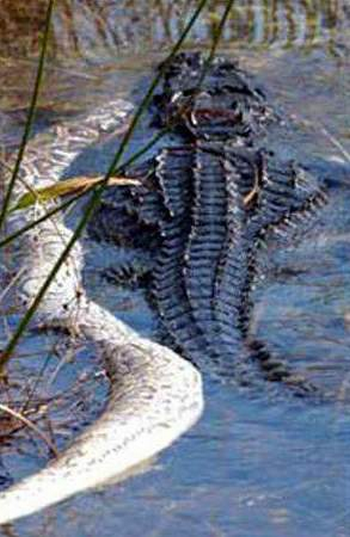 Snake vs Crocodile