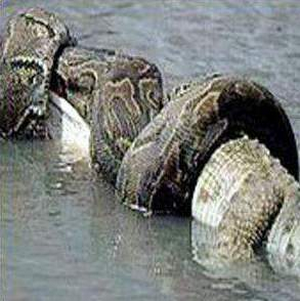 Snake vs Crocodile