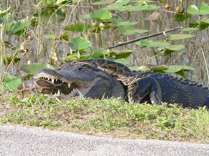 Snake vs Crocodile