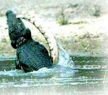 Snake vs Crocodile