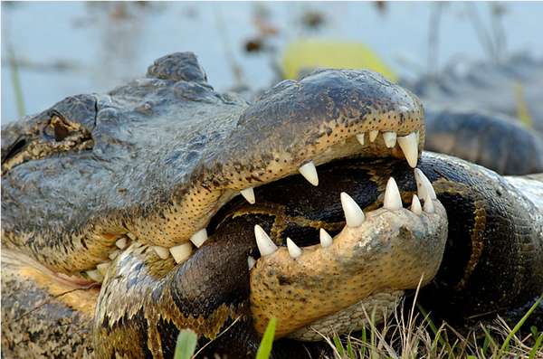 Snake vs Crocodile