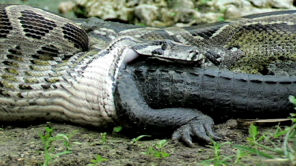 Snake vs Crocodile
