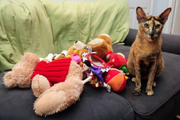Cat toy thief