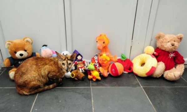 Cat toy thief