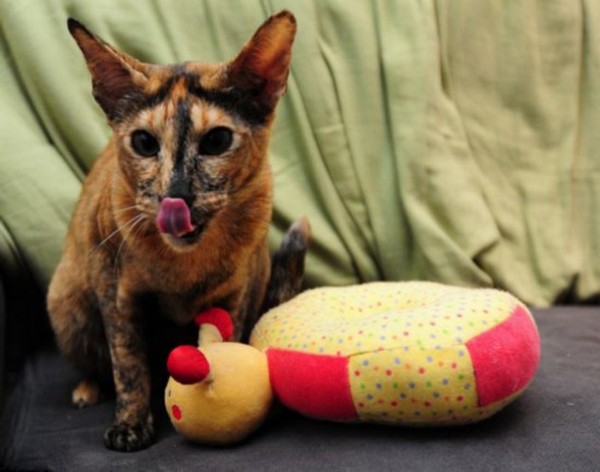 Cat toy thief