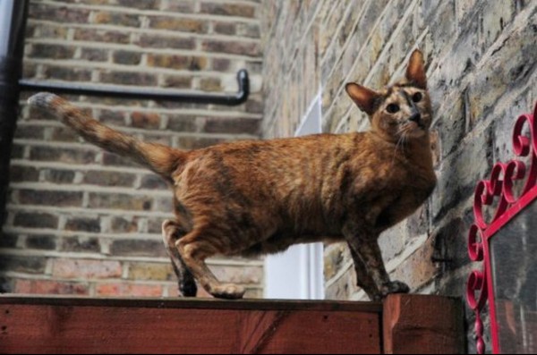Cat toy thief